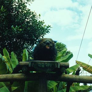 Old Taronga Zoo Photo July 1989 - Binturong eating