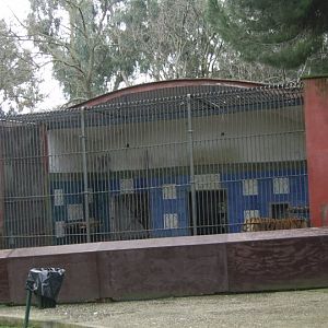 Tiger Accomodation 2010