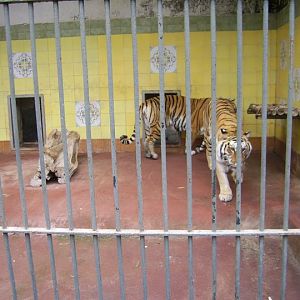 Outdoor Tiger Accomodation 2010