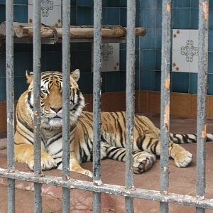 Tiger Cage Zoo di Napoli 2010