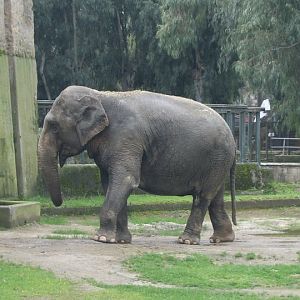Asian Elephant Zoo di Napoli 2010