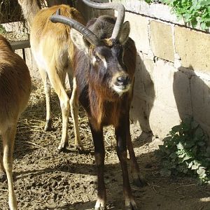 Nile Lechwe Zoo di Napoli 2010