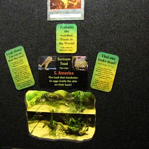 Bugs of Fun open evening