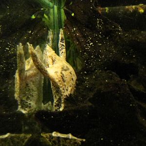 Surinam Toad at Bugs of Fun