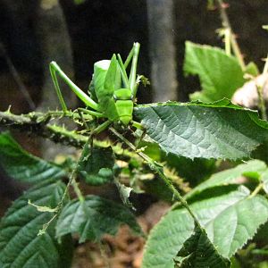 Giant Katydid at Bugs of Fun open evening