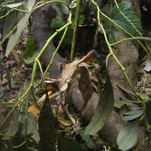 Prickly Stick Insect