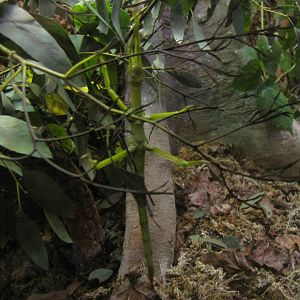 Grenada Lime Green Stick Insect