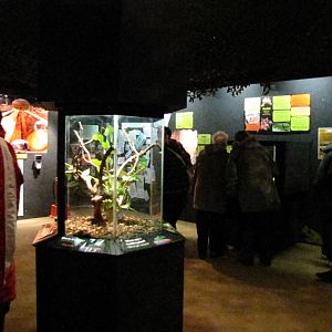 Bugs exhibits at Bugs of Fun open evening