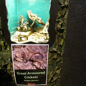 Great Armoured Cricket exhibit