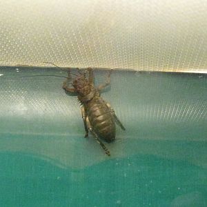 Great Armoured Cricket