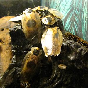 Death's Head cockroach