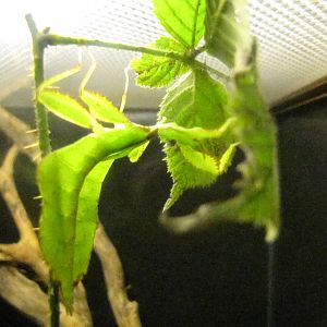 Leaf Insect