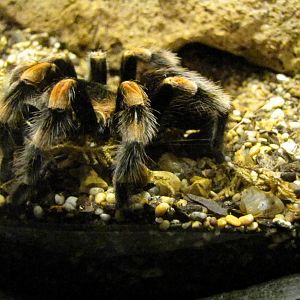 Striped Bird Eating Spider