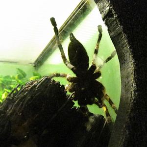 Ornamental Tree Spider