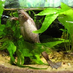 West African Clawed Frog