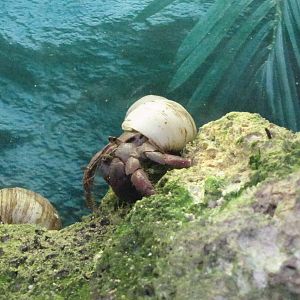 Land Hermit Crab