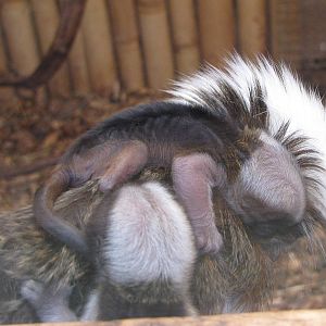 Cottontop Tamarin with two babies