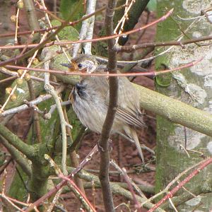 Bird in trees at Giant Otter enclosure