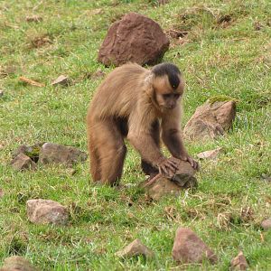 Brown Capuchin Monkey