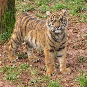 Kadi the Sumatran tiger