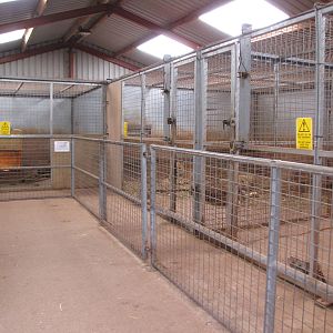 Kadi and lion indoor enclosures