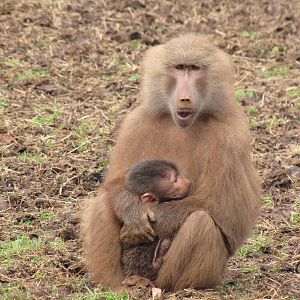 Hamadryas Baboon and baby