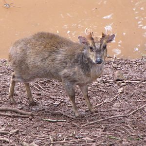 Reeves' Muntjac