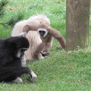 White handed gibbons