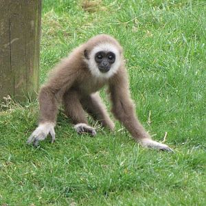 Young white handed gibbon