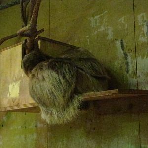 Two toed sloth