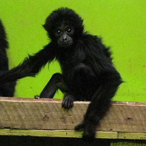 baby siamang