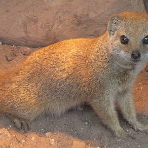 Yellow mongoose