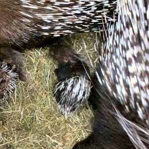 baby African crested porcupines