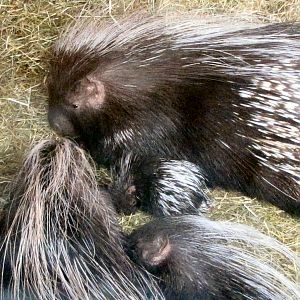 baby African crested porcupines