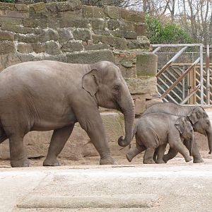 elephants - Jamilah and Nayan