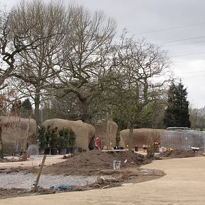 Work on African Painted Dogs exhibit
