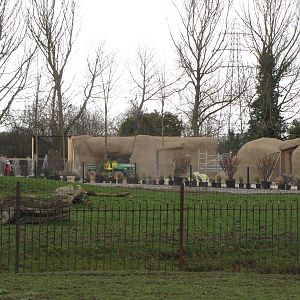 Work on African Painted Dogs exhibit