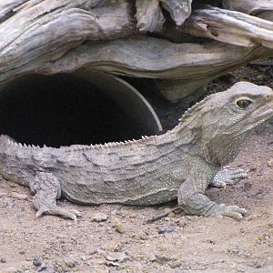 Tuatara