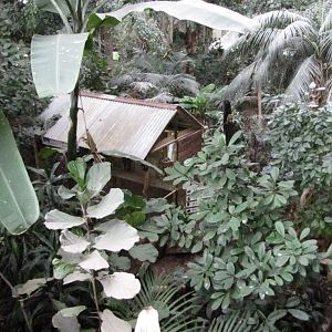 Tropical Realm hut from overhead