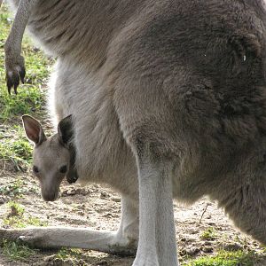 Kangaroo joey