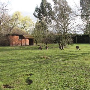 Kangeroo paddock