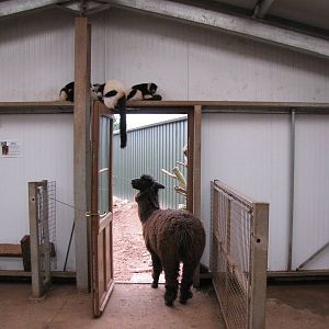 Alpaca and lemurs in Tropical House building