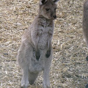 young kangaroo