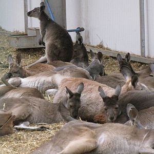 kangaroos inside Tropical House building