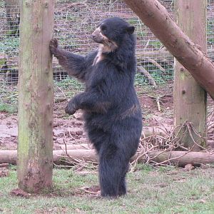 Spectacled bear