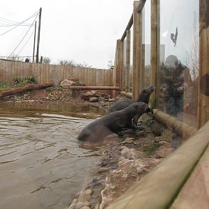 Giant otters