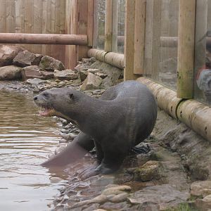 Giant otter
