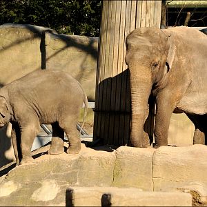 Elephants at Hamburg