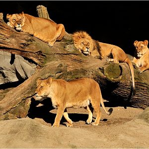 Lionpride at Hamburg