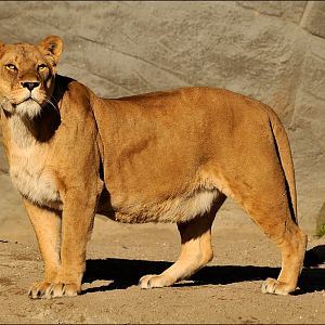 Lioness Tembesi at Hamburg